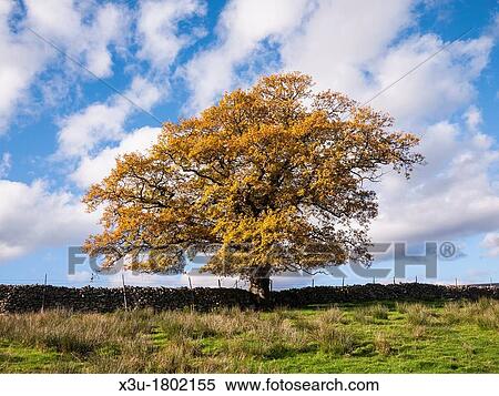 An Oak against a blue sky in autumn in the Lake District National Park near Castlerigg, Cumbria, England, united Kingdom View Large Photo Image Stock Photography - An Oak against a blue sky in autumn in the Lake District National Park near Castlerigg, Cumbria, England, united Kingdom. Fotosearch