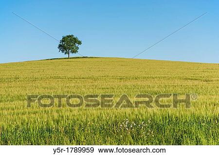 Stock Photo - An oak tree and a Bench furniture standing on a hill in a wheat field in summer. Fotosearch
