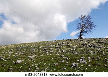 an oak tree without leaves on the top of a rocky hill. Monte Godi. parco nazionale d'abruzzo. abruzzo. italy. europe. View Large Photo Image Stock Photo - an oak tree without leaves on the top of a rocky hill. Monte Godi. parco nazionale d'abruzzo. abruzzo. italy. europe.. Fotosearch