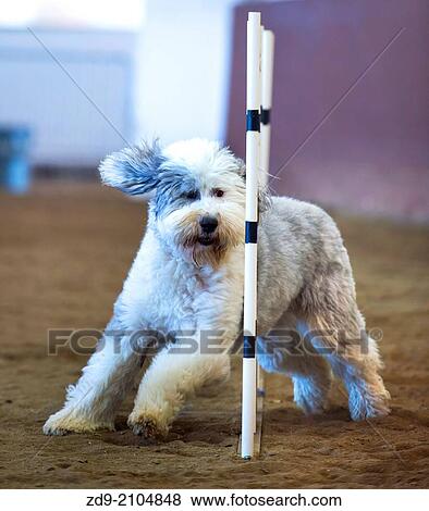 An Old English Sheepdog races through the weave poles at an agility trial. View Large Photo Image Stock Photo - An Old English Sheepdog races through the weave poles at an agility trial.. Fotosearch