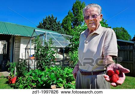 An old man holds fresh organic strawberries growing on his garden. View Large Photo Image Stock Photograph - An old man holds fresh organic strawberries growing on his garden.. Fotosearch