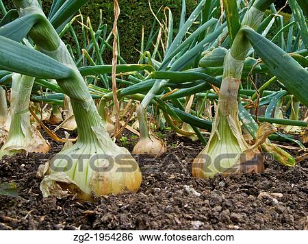 An onion crop in a vegetable garden. View Large Photo Image Stock Photograph - An onion crop in a vegetable garden.. Fotosearch