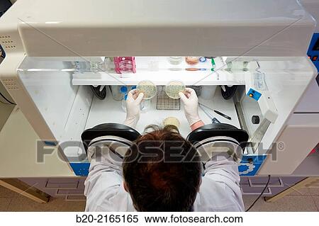 Stock Photography - Anaerobic cabinet. Growth of anaerobic bacteria in the absence of oxygen. Organic Laboratory. Energy and Environment Division. Tecnalia Research and Innovation. Donostia. San Sebastian. Gipuzkoa. Basque Country. Spain.. Fotosearch