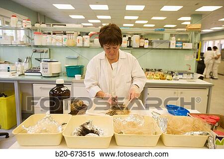 Stock Photography - Analysis of clenbuterol residues in hair, Laboratory of Agri-Environmental Safety, Departamento de Agrosistemas y Recursos Naturales, Neiker Tecnalia, Instituto de Investigaci? n y Desarrollo Agrario, Ganadero, Forestal y del Medio Natural, Euskadi, Spain. Fotosearch