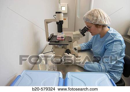 Analyzing samples in microscope. Quarantine zone (Grade C), clean room. Laboratory, Fundaci? n Inbiomed, Genetrix Group. Center for research in stem cells and regenerative medicine. Donostia, San Sebastian, Euskadi. Spain. View Large Photo Image Picture - Analyzing samples in microscope. Quarantine zone (Grade C), clean room. Laboratory, Fundaci? n Inbiomed, Genetrix Group. Center for research in stem cells and regenerative medicine. Donostia, San Sebastian, Euskadi. Spain.. Fotosearch