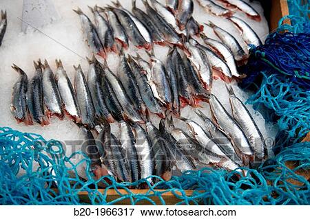 Anchovies, grilled, barbecued, Food Congress, Catering Service, Donostia, San Sebastian, Gipuzkoa, Basque Country, Spain. View Large Photo Image Stock Photo - Anchovies, grilled, barbecued, Food Congress, Catering Service, Donostia, San Sebastian, Gipuzkoa, Basque Country, Spain.. Fotosearch