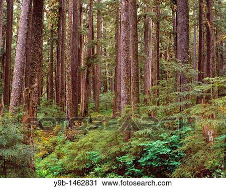 Stock Image - Ancient forest of western hemlock and Sitka spruce, Soleduck Valley, Olympic National Park, Washington, USA. Fotosearch