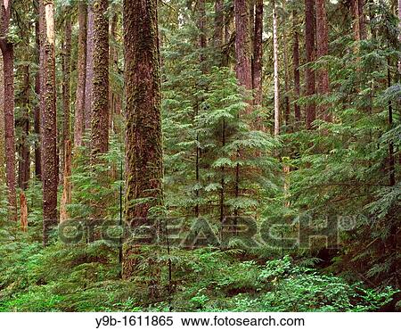 Ancient forest of western hemlock and Sitka spruce, Sol Duc Valley, Olympic National Park, Washington, USA View Large Photo Image Stock Photography - Ancient forest of western hemlock and Sitka spruce, Sol Duc Valley, Olympic National Park, Washington, USA. Fotosearch
