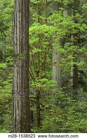 Ancient Redwoods Sequoia sempervirens of the Stout Grove in Jedidiah Smith Redwoods State Park California View Large Photo Image Stock Image - Ancient Redwoods Sequoia sempervirens of the Stout Grove in Jedidiah Smith Redwoods State Park California. Fotosearch