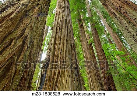Stock Photo - Ancient Redwoods Sequoia sempervirens of the Stout Grove in Jedidiah Smith Redwoods State Park California. Fotosearch
