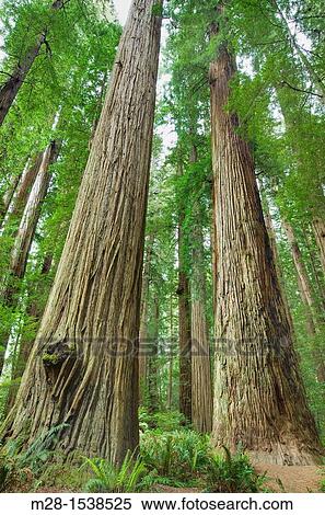 Ancient Redwoods Sequoia sempervirens of the Stout Grove in Jedidiah Smith Redwoods State Park California View Large Photo Image Stock Photography - Ancient Redwoods Sequoia sempervirens of the Stout Grove in Jedidiah Smith Redwoods State Park California. Fotosearch