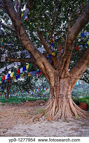 Picture - Ancient tree and prayer flags, Lumbini, Nepal. Fotosearch