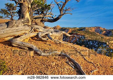 Ancient weathered and twisted Pinyon Pine Pinus edulis, Red Canyon of Dixie National Forest Utah View Large Photo Image Stock Photograph - Ancient weathered and twisted Pinyon Pine Pinus edulis, Red Canyon of Dixie National Forest Utah. Fotosearch