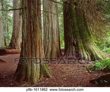 Ancient western red cedars Thuja plicata, Grove of the Patriarchs, Mt Rainier National Park, Washington, USA View Large Photo Image Stock Image - Ancient western red cedars Thuja plicata, Grove of the Patriarchs, Mt Rainier National Park, Washington, USA. Fotosearch