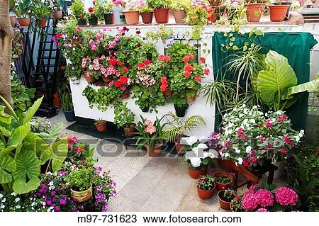 Andaluc? a, El Puerto de Santa Maria, Espaa, Europa, CBdiz, patio t? pico andaluz engalanado para el concurso de patios, geranios (pelargonium), plantas, macetas con diversos tipos de flores View Large Photo Image Stock Image - Andaluc? a, El Puerto de Santa Maria, Espaa, Europa, CBdiz, patio t? pico andaluz engalanado para el concurso de patios, geranios (pelargonium), plantas, macetas con diversos tipos de flores. Fotosearch