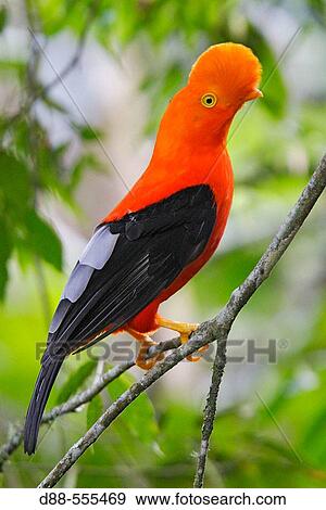 Andean Cock of the rock (Rupicola peruviana). Andes de Mrida. Venezuela View Large Photo Image Stock Photo - Andean Cock of the rock (Rupicola peruviana). Andes de Mrida. Venezuela. Fotosearch