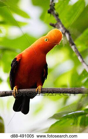 Andean Cock of the rock (Rupicola peruviana). Andes de Mrida. Venezuela View Large Photo Image Stock Photography - Andean Cock of the rock (Rupicola peruviana). Andes de Mrida. Venezuela. Fotosearch