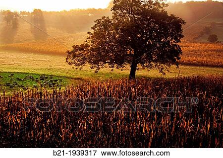 Ands (? foie gras? ) and corn field for their feeding near Salignac-Eyvigues, Dordogne, Aquitaine, France View Large Photo Image Stock Photo - Ands (? foie gras? ) and corn field for their feeding near Salignac-Eyvigues, Dordogne, Aquitaine, France. Fotosearch