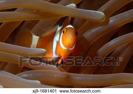 Anemone fish, Nemo View Large Photo Image Stock Image - Anemone fish, Nemo. Fotosearch