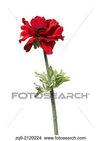 Anemone flower View Large Photo Image Picture - Anemone flower. Fotosearch