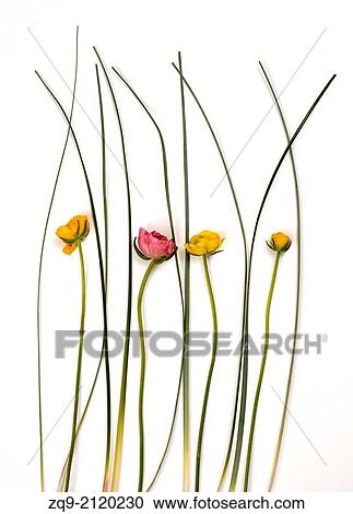 Anemone flowers View Large Photo Image Stock Image - Anemone flowers. Fotosearch