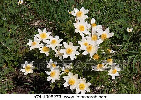 Stock Image - Anemone narcissiflora, grauson, cogne, val of aosta, italy.. Fotosearch