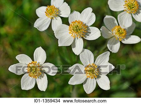 Anemone narcissiflora. View Large Photo Image Picture - Anemone narcissiflora.. Fotosearch