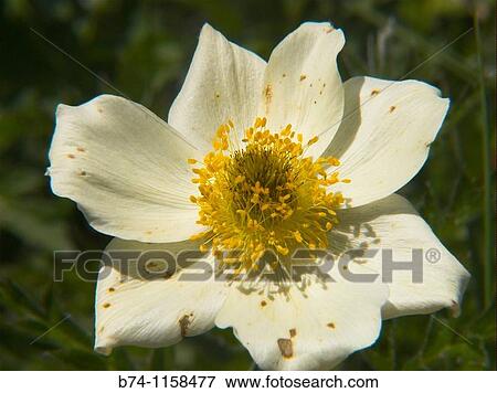 Stock Photo - anemone, valais, swiss. Fotosearch