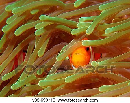 Stock Image - Anemonefish (Amphiprion ocellaris). Bunaken National Marine Park, Sulawesi, Indonesia. Fotosearch