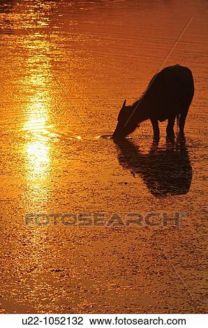 Angkor (Cambodia): water buffalo at sunset View Large Photo Image Stock Image - Angkor (Cambodia): water buffalo at sunset. Fotosearch
