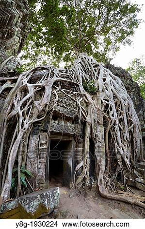 Angkor - tangle of roots of overgrowing ruins of the Ta Prohm Temple, Angkor Temples Complex, Siem Reap Province, Cambodia, Asia View Large Photo Image Picture - Angkor - tangle of roots of overgrowing ruins of the Ta Prohm Temple, Angkor Temples Complex, Siem Reap Province, Cambodia, Asia. Fotosearch