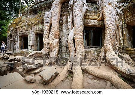 Stock Photo - Angkor - tangle of roots of overgrowing ruins of the Ta Prohm Temple, Angkor Temples Complex, Siem Reap Province, Cambodia, Asia. Fotosearch