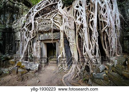 Angkor Temples Complex - roots of a giant tree overgrowing ruins of the Ta Prohm Temple, Angkor, Cambodia, Asia, UNESCO View Large Photo Image Stock Image - Angkor Temples Complex - roots of a giant tree overgrowing ruins of the Ta Prohm Temple, Angkor, Cambodia, Asia, UNESCO. Fotosearch