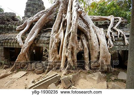 Angkor Temples Complex - tree growing out of the ruins of the the Ta Prohm Temple, Angkor, Siem Reap Province, Cambodia, Asia, UNESCO View Large Photo Image Stock Photography - Angkor Temples Complex - tree growing out of the ruins of the the Ta Prohm Temple, Angkor, Siem Reap Province, Cambodia, Asia, UNESCO. Fotosearch