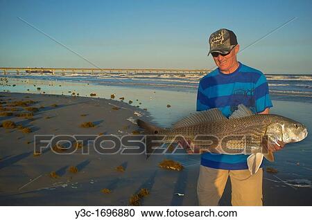 Angler at a beach presenting trophy sized fish caught in the Gulf of Mexico View Large Photo Image Stock Image - Angler at a beach presenting trophy sized fish caught in the Gulf of Mexico. Fotosearch