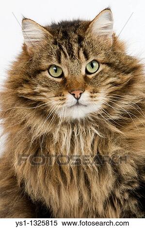 ANGORA DOMESTIC CAT, MALE AGAINST WHITE BACKGROUND View Large Photo Image Stock Photography - ANGORA DOMESTIC CAT, MALE AGAINST WHITE BACKGROUND. Fotosearch