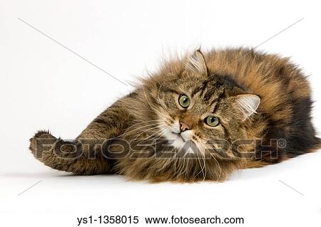 ANGORA DOMESTIC CAT, MALE AGAINST WHITE BACKGROUND View Large Photo Image Stock Photography - ANGORA DOMESTIC CAT, MALE AGAINST WHITE BACKGROUND. Fotosearch