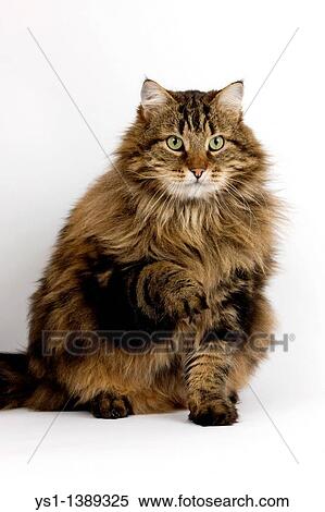 Angora Domestic Cat, Male against White Background View Large Photo Image Stock Photography - Angora Domestic Cat, Male against White Background. Fotosearch