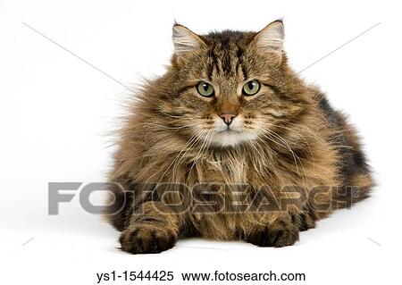 Angora Domestic Cat, Male against White Background View Large Photo Image Stock Photography - Angora Domestic Cat, Male against White Background. Fotosearch