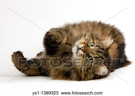 Angora Domestic Cat, Male Laying Down against White Background View Large Photo Image Stock Image - Angora Domestic Cat, Male Laying Down against White Background. Fotosearch