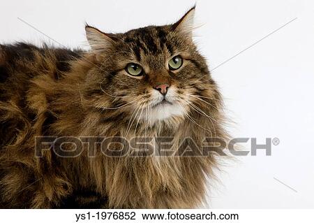 Angora Domestic Cat, Male laying against White Background. View Large Photo Image Stock Image - Angora Domestic Cat, Male laying against White Background.. Fotosearch