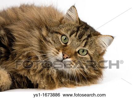 Angora Domestic Cat, Male laying against White Background View Large Photo Image Stock Photograph - Angora Domestic Cat, Male laying against White Background. Fotosearch