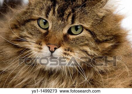 Angora Domestic Cat, Portrait of Male View Large Photo Image Stock Image - Angora Domestic Cat, Portrait of Male. Fotosearch