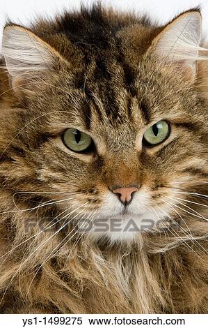 Angora Domestic Cat, Portrait of Male View Large Photo Image Stock Photography - Angora Domestic Cat, Portrait of Male. Fotosearch