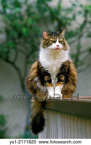Angora Domestic Cat sitting. View Large Photo Image Stock Image - Angora Domestic Cat sitting.. Fotosearch