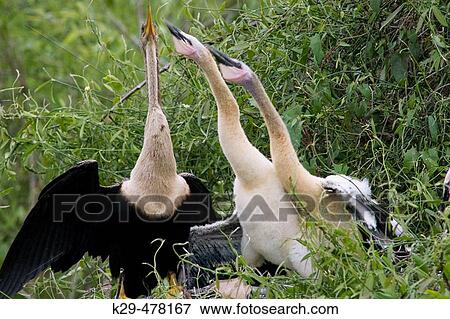 Anhinga (Anhinga anhinga), adult feeding fledglings at nest. Everglades NP, FL, Shark Valley, USA View Large Photo Image Stock Photo - Anhinga (Anhinga anhinga), adult feeding fledglings at nest. Everglades NP, FL, Shark Valley, USA. Fotosearch