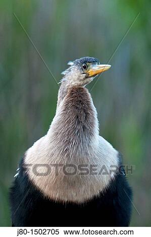 Anhinga (Anhinga anhinga), Florida, USA View Large Photo Image Stock Photography - Anhinga (Anhinga anhinga), Florida, USA. Fotosearch