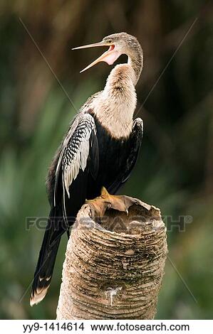 Picture - Anhinga - Green Cay Wetlands - Delray Beach, Florida USA. Fotosearch