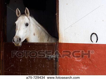 Picture - Animal. Fotosearch