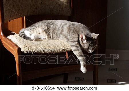 Picture - Animal. Fotosearch
